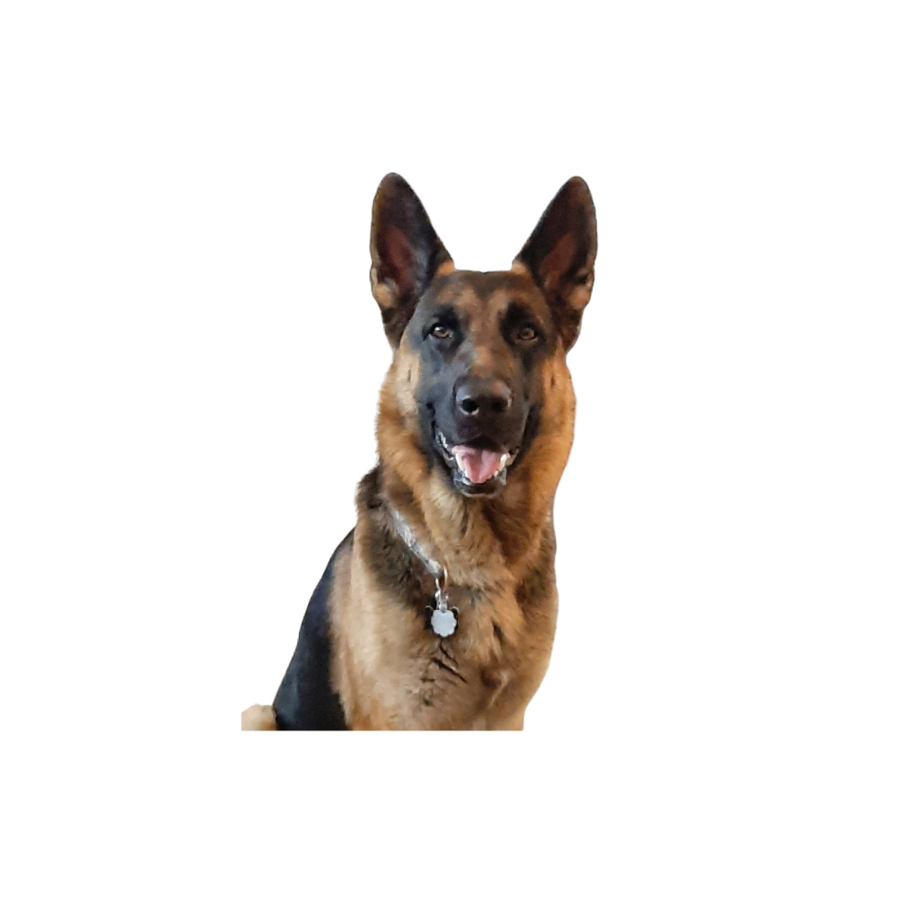 Pet Care Pet Care